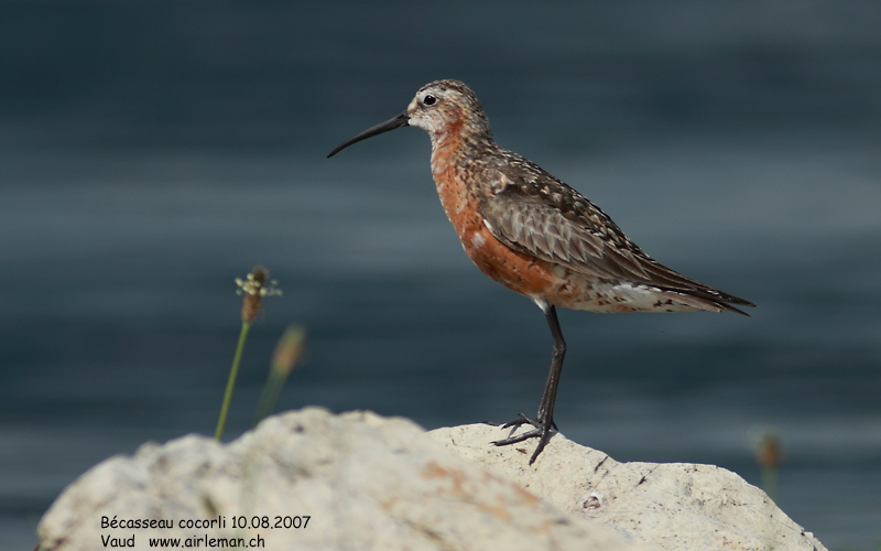 Nature/Birds/Ba/becasseau-cocorli-IMG_7449.jpg