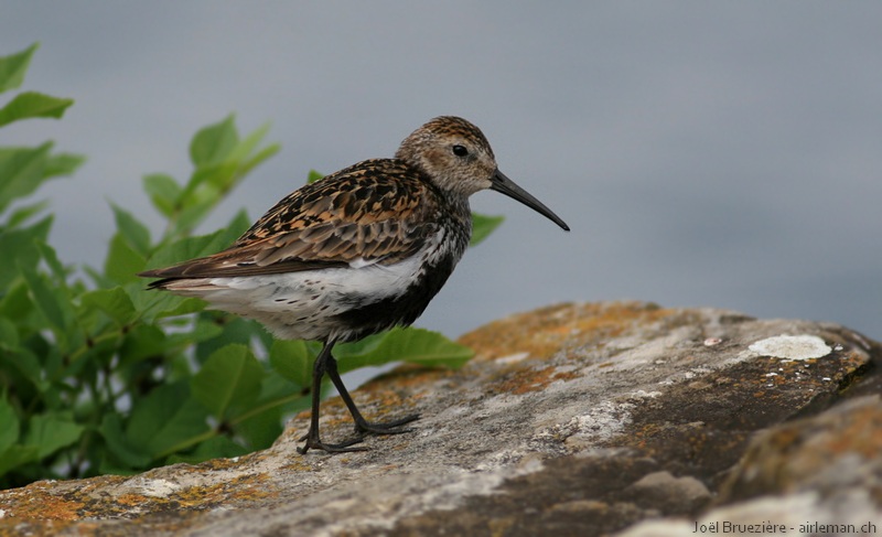 Nature/Birds/Ba/becasseau-variable-IMG_4909.jpg