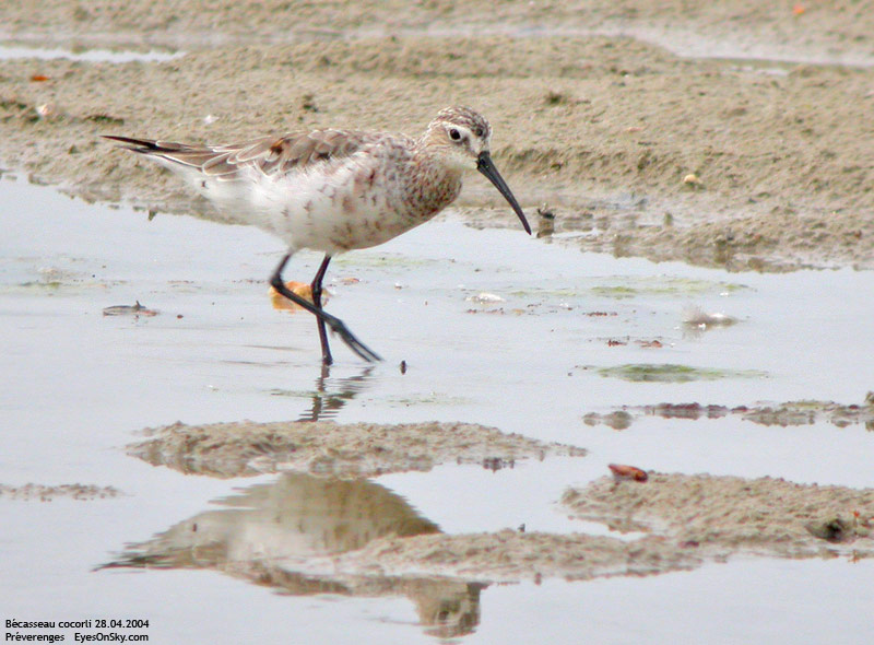 Nature/Birds/Ba/becasseau_cocorli_DSCN3394.jpg