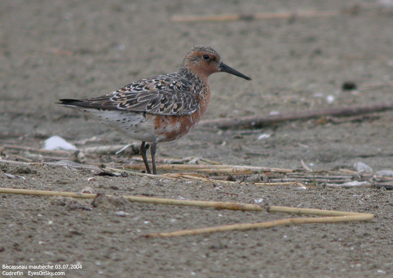 Nature/Birds/Ba/becasseau_maubeche_DSCN0124.jpg