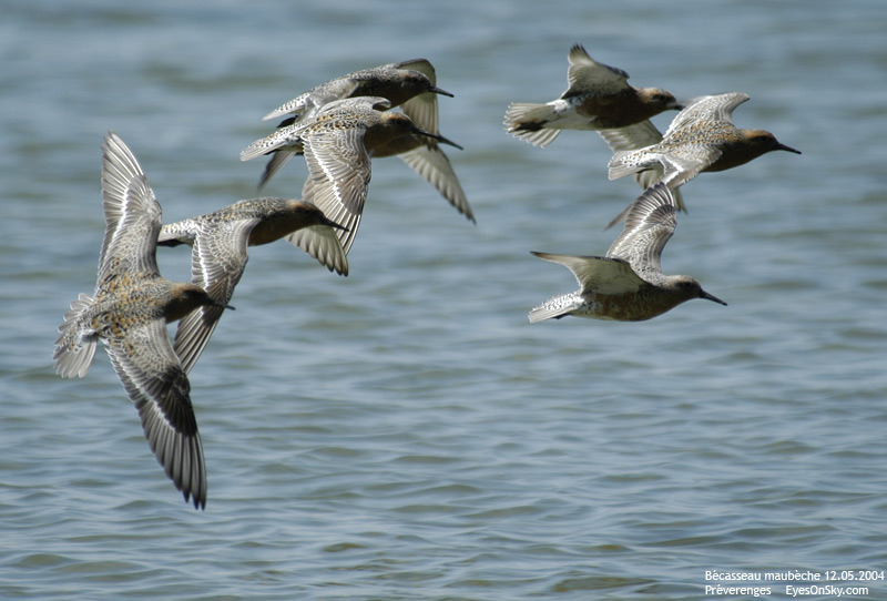 Nature/Birds/Ba/becasseau_maubeche_DSC_8465.jpg