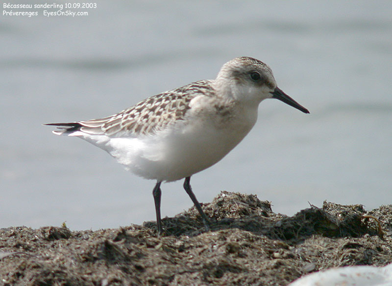 Nature/Birds/Ba/becasseau_sanderling_DSCN0247.jpg