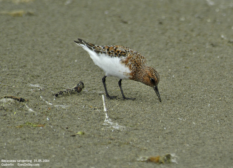 Nature/Birds/Ba/becasseau_sanderling_DSC_9177.jpg