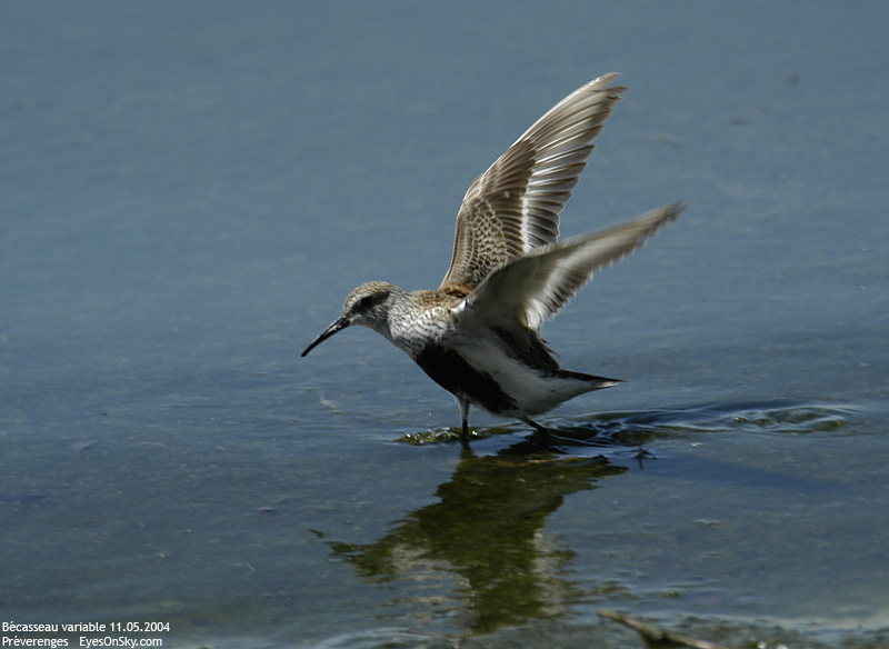 Nature/Birds/Ba/becasseau_variable_DSC_8402.jpg