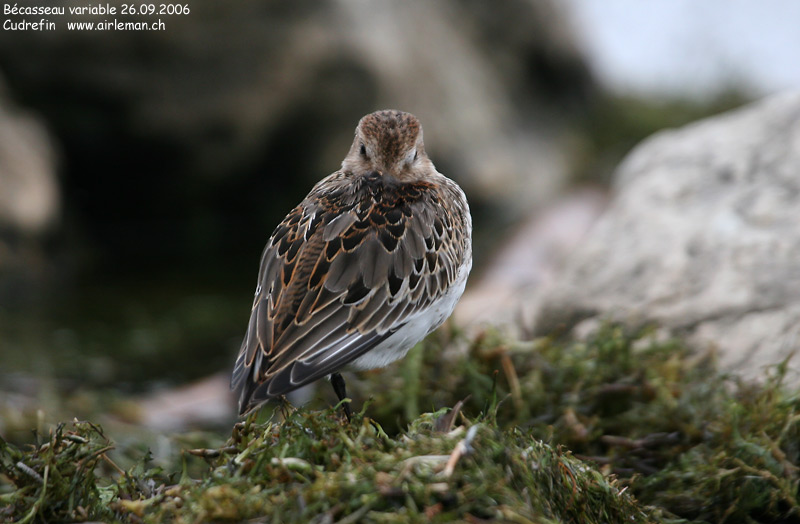 Nature/Birds/Ba/becasseau_variable_IMG_5717.jpg