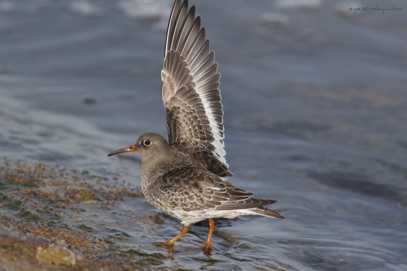 Nature/Birds/Ba/becasseau_violet_IMG_9126.jpg