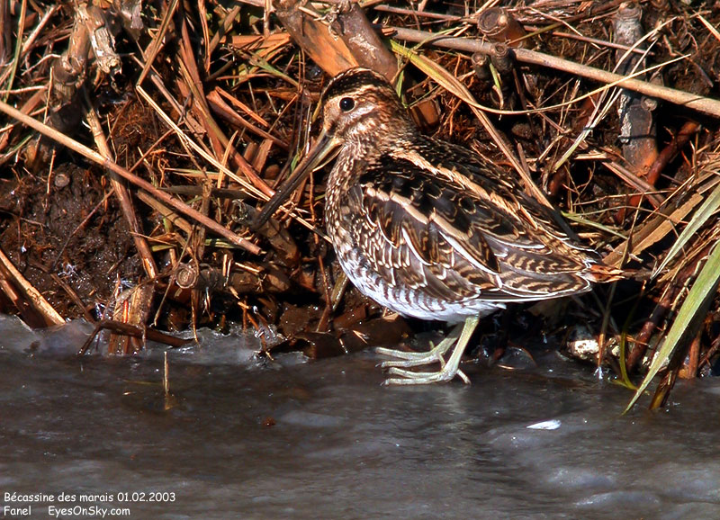 Nature/Birds/Ba/becassine_des_marais_DSCN8077.jpg