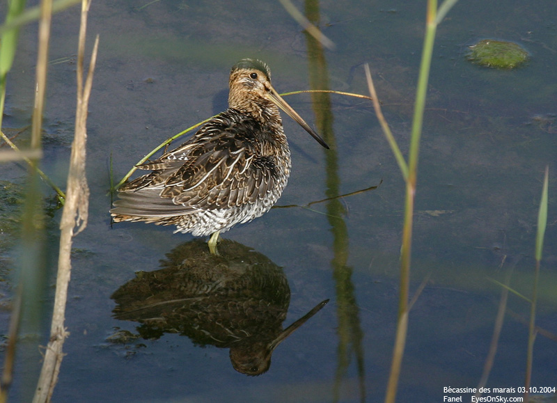 Nature/Birds/Ba/becassine_des_marais_IMG_6871.jpg