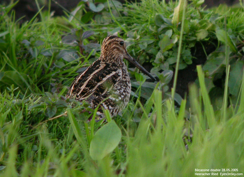 Nature/Birds/Ba/becassine_double_DSCN3656.jpg