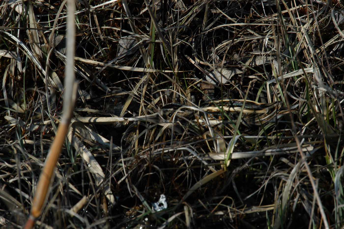 Nature/Birds/Ba/becassine_sourde_DSC_4632.jpg