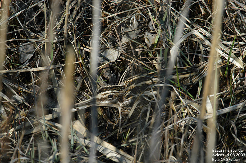 Nature/Birds/Ba/becassine_sourde_DSC_4647.jpg
