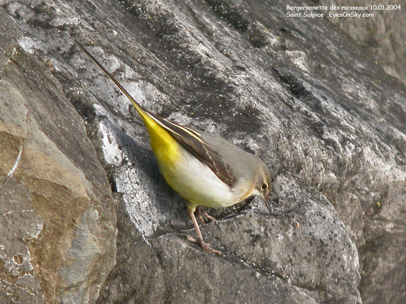 Nature/Birds/Ba/bergeronnette_des_ruisseaux_DSCN0814.jpg