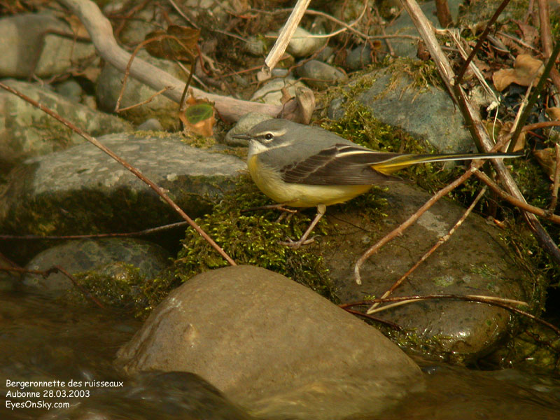 Nature/Birds/Ba/bergeronnette_des_ruisseaux_DSCN9011.jpg