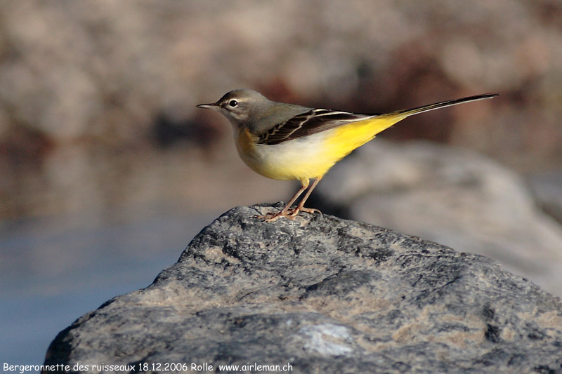 Nature/Birds/Ba/bergeronnette_des_ruisseaux_IMG_9499.jpg