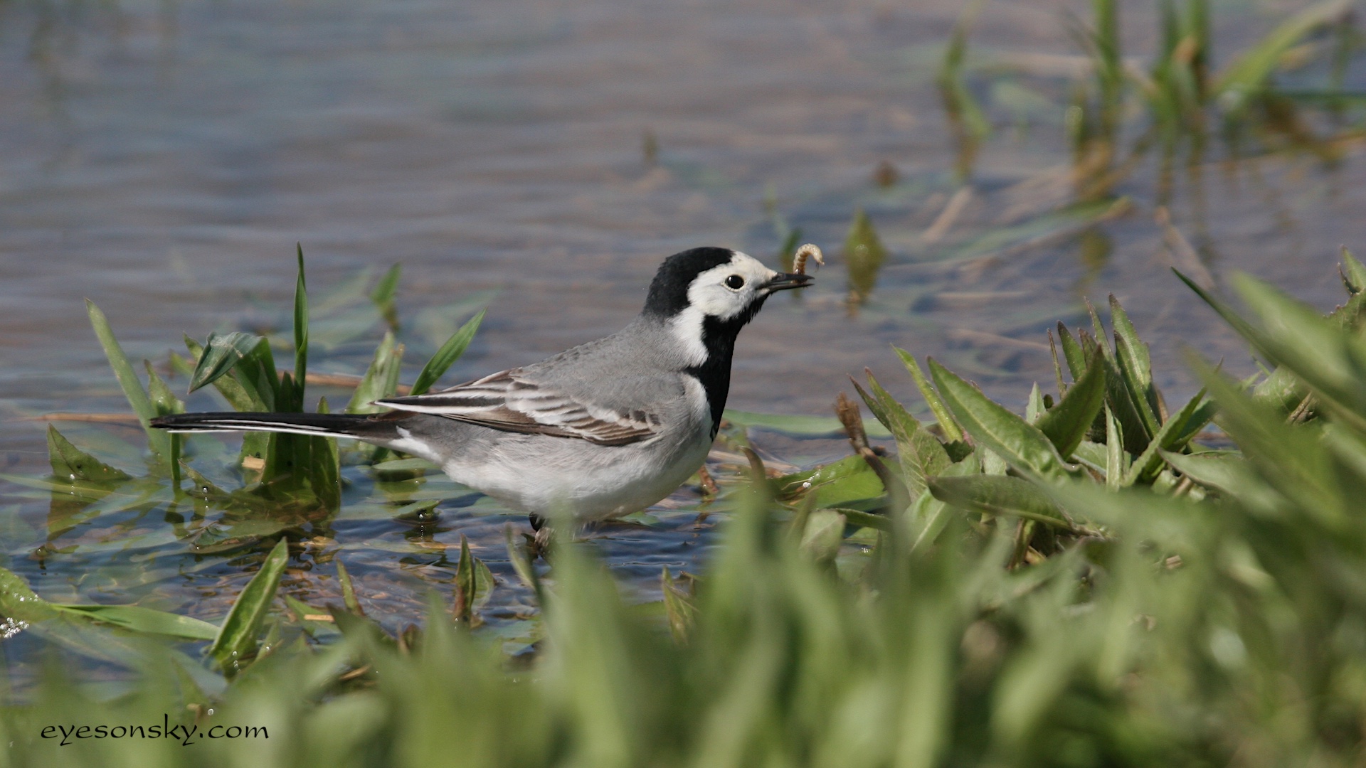Nature/Birds/Ba/bergeronnette_grise_IMG_6115.jpg