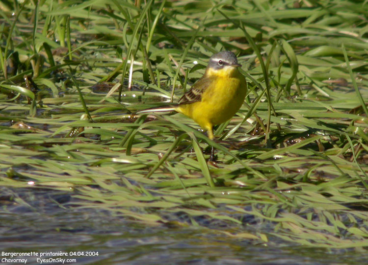 Nature/Birds/Ba/bergeronnette_printaniere_DSCN2300.jpg