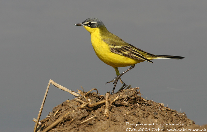 Nature/Birds/Ba/bergeronnette_printaniere_IMG_6357.jpg