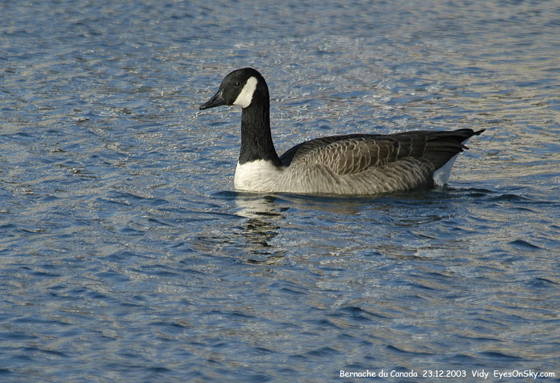 Nature/Birds/Ba/bernache_du_canada_DSC_4854.jpg