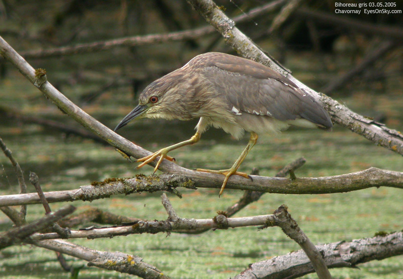 Nature/Birds/Ba/bihoreau_gris_DSCN2770.jpg