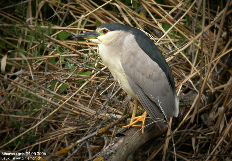 Nature/Birds/Ba/bihoreau_gris_DSCN7224.jpg
