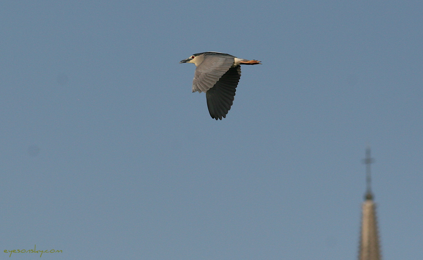 Nature/Birds/Ba/bihoreau_gris_IMG_9973.jpg