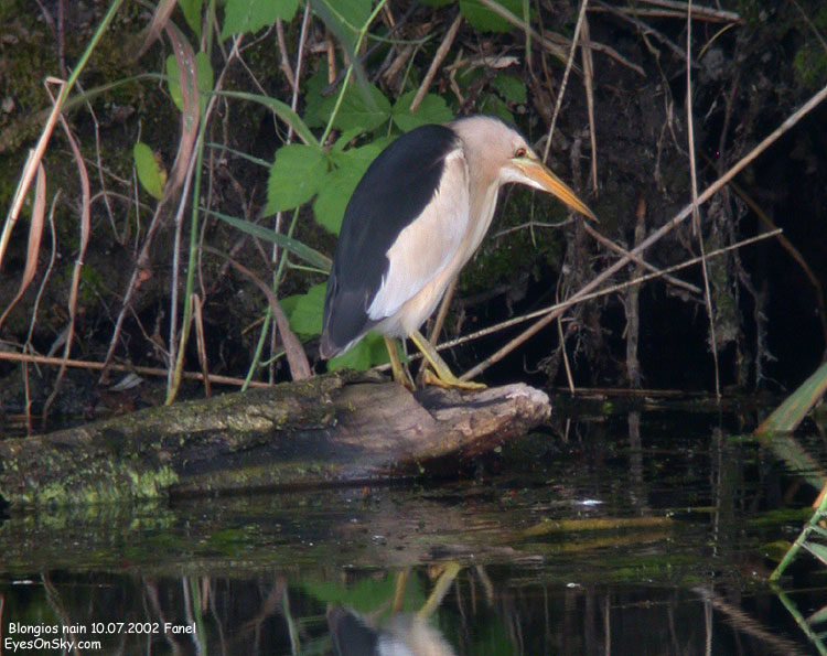 Nature/Birds/Bl/blongios_nain_DSCN5240.jpg
