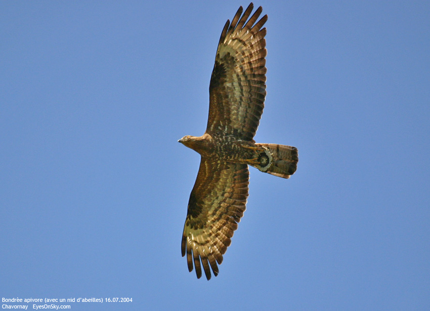 Nature/Birds/Bl/bondree_apivore_IMG_4469.jpg