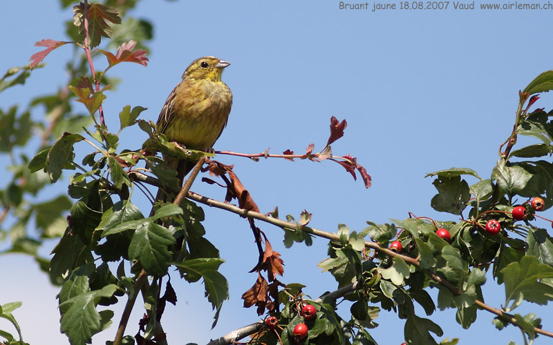 Nature/Birds/Bl/bruant-jaune-IMG_7465.jpg