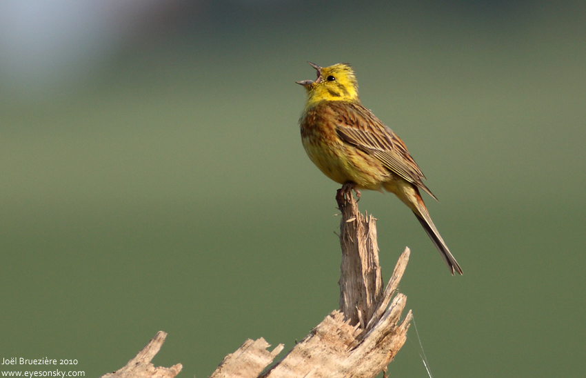 Nature/Birds/Bl/bruant-jaune-IMG_8990.jpg