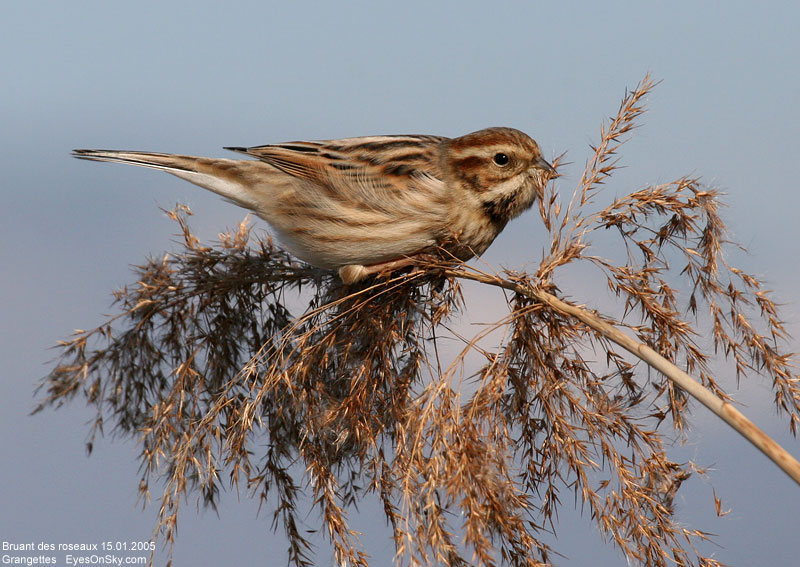 Nature/Birds/Bl/bruant_des_roseaux_IMG_1606.jpg