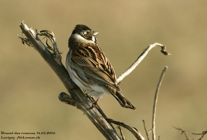 Nature/Birds/Bl/bruant_des_roseaux_IMG_4168.jpg