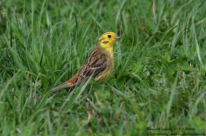 Nature/Birds/Bl/bruant_jaune_IMG_4993.jpg