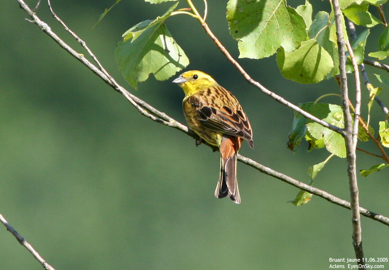 Nature/Birds/Bl/bruant_jaune_IMG_9687.jpg