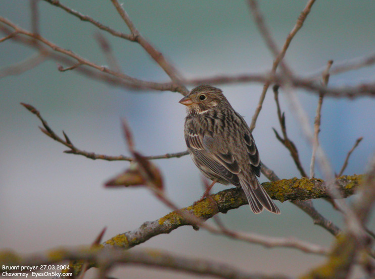 Nature/Birds/Bl/bruant_proyer_DSCN1894.jpg