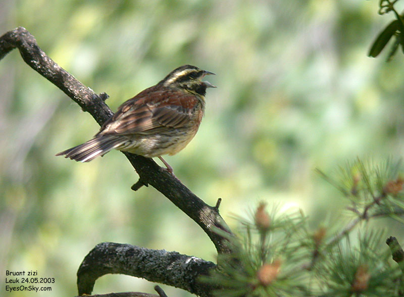Nature/Birds/Bl/bruant_zizi_DSCN9157.jpg