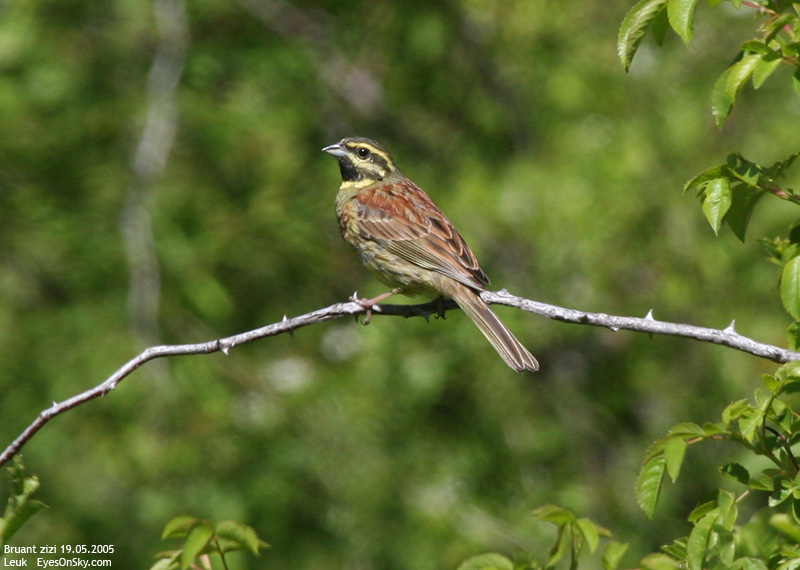 Nature/Birds/Bl/bruant_zizi_IMG_6468.jpg