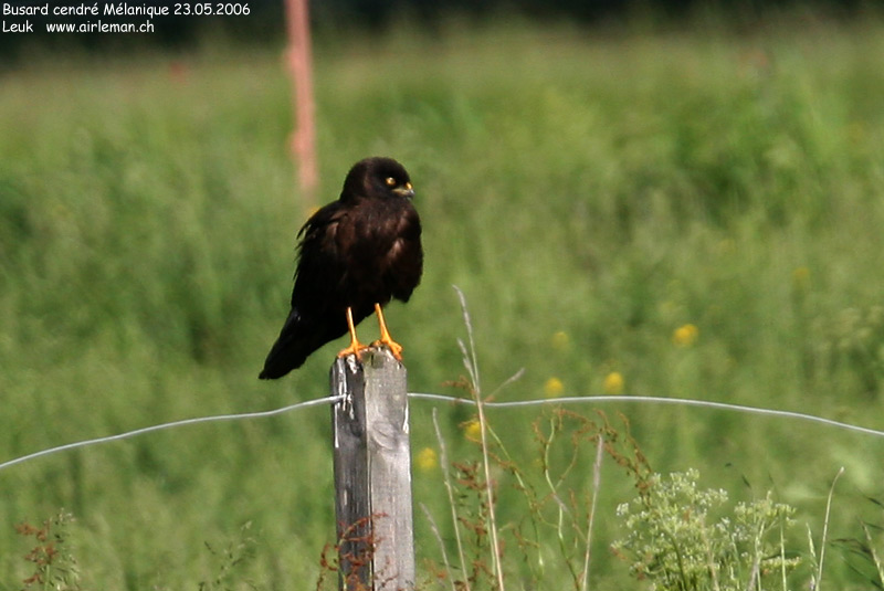 Nature/Birds/Bl/busard_cendre_IMG_8167.jpg
