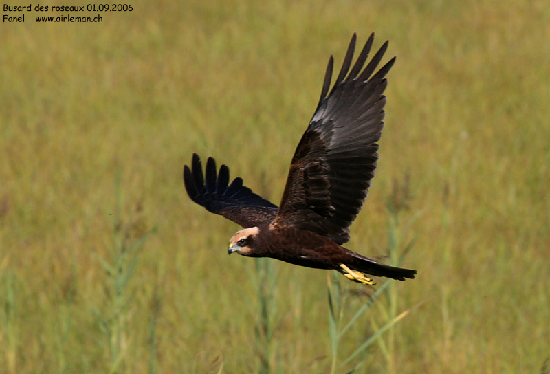 Nature/Birds/Bl/busard_des_roseaux_IMG_4186.jpg
