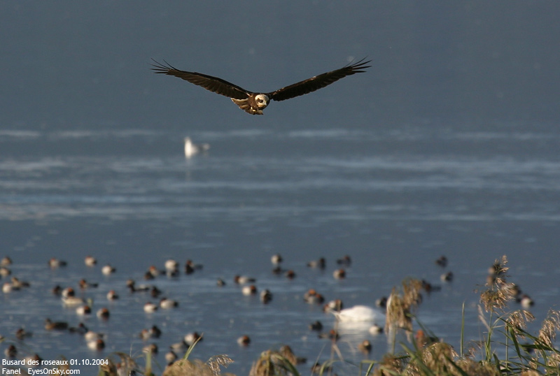 Nature/Birds/Bl/busard_des_roseaux_IMG_6659.jpg
