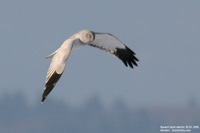 Nature/Birds/Bl/busard_saint-martin_IMG_2074.jpg
