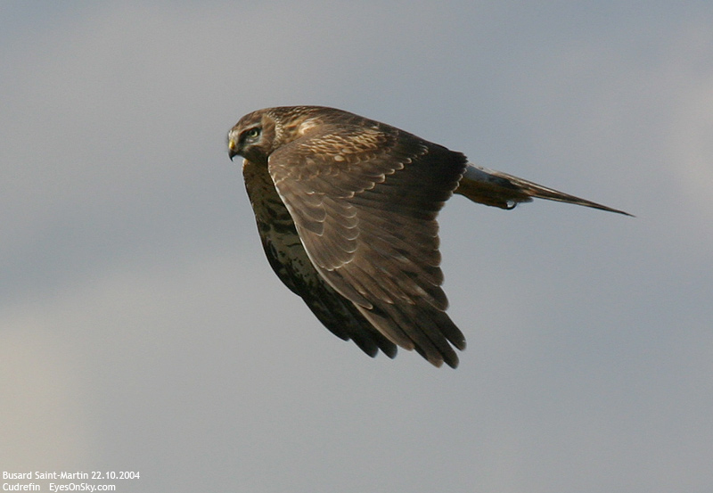 Nature/Birds/Bl/busard_saint-martin_IMG_7739.jpg