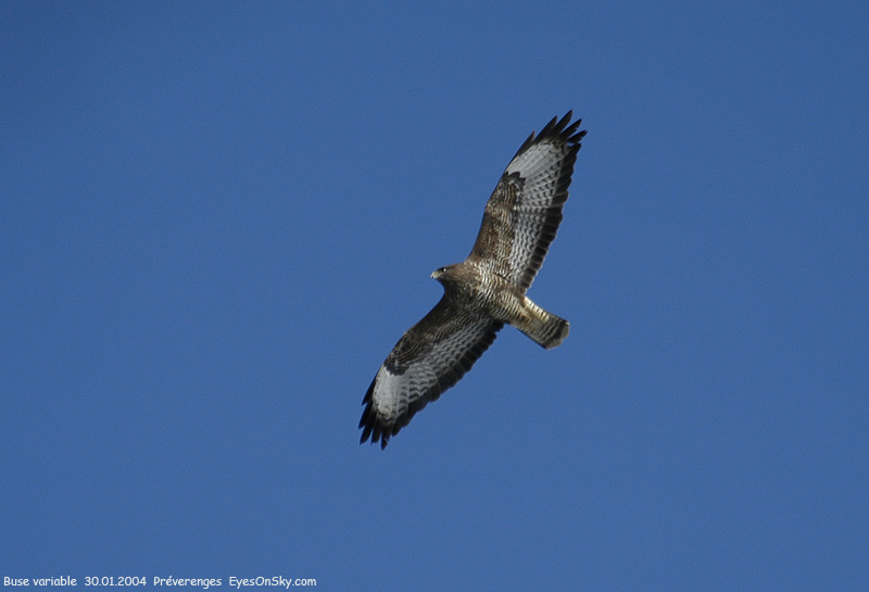 Nature/Birds/Bl/buse_variable_DSC_5387.jpg