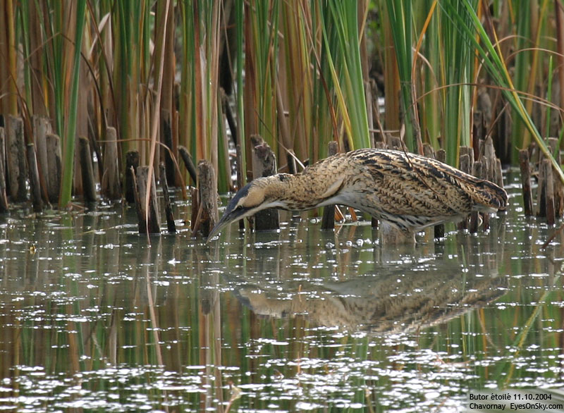 Nature/Birds/Bl/butor_etoile_IMG_7194.jpg