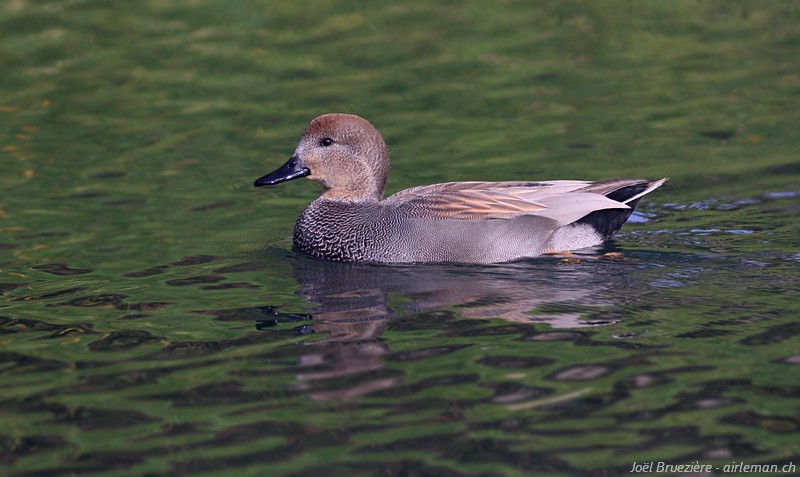 Nature/Birds/Ca/canard-chipeau-IMG_5233.jpg