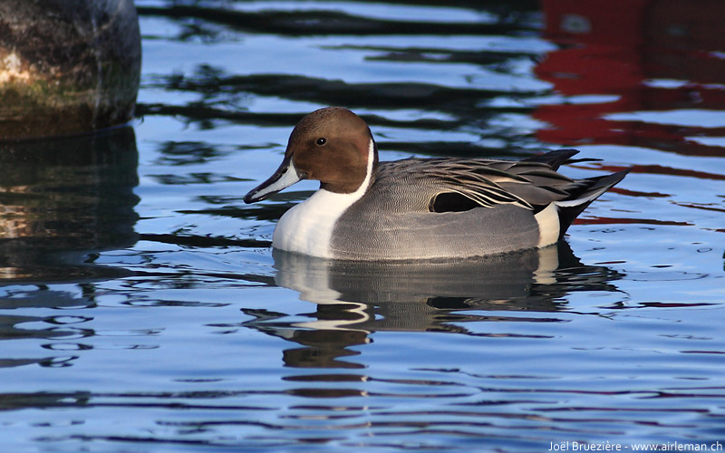 Nature/Birds/Ca/canard-pilet-IMG_5298.jpg