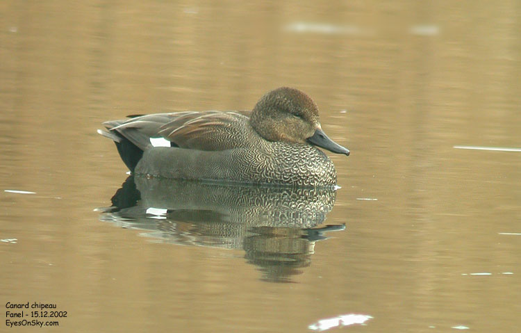 Nature/Birds/Ca/canard_chipeau_DSCN7557.jpg
