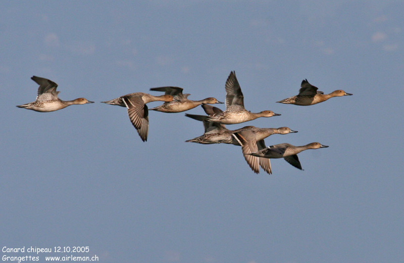 Nature/Birds/Ca/canard_chipeau_IMG_2509.jpg