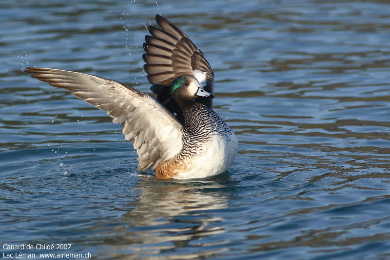 Nature/Birds/Ca/canard_de_chiloe_IMG_0643.jpg