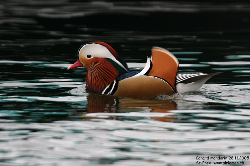 Nature/Birds/Ca/canard_mandarin_IMG_8876.jpg