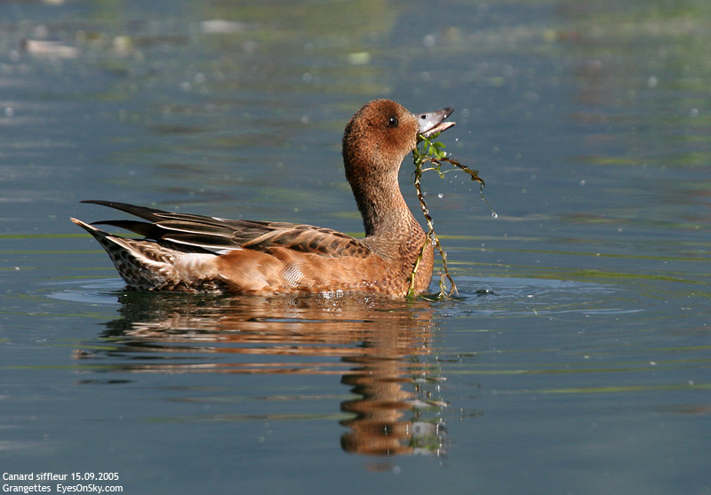 Nature/Birds/Ca/canard_siffleur_IMG_8768.jpg